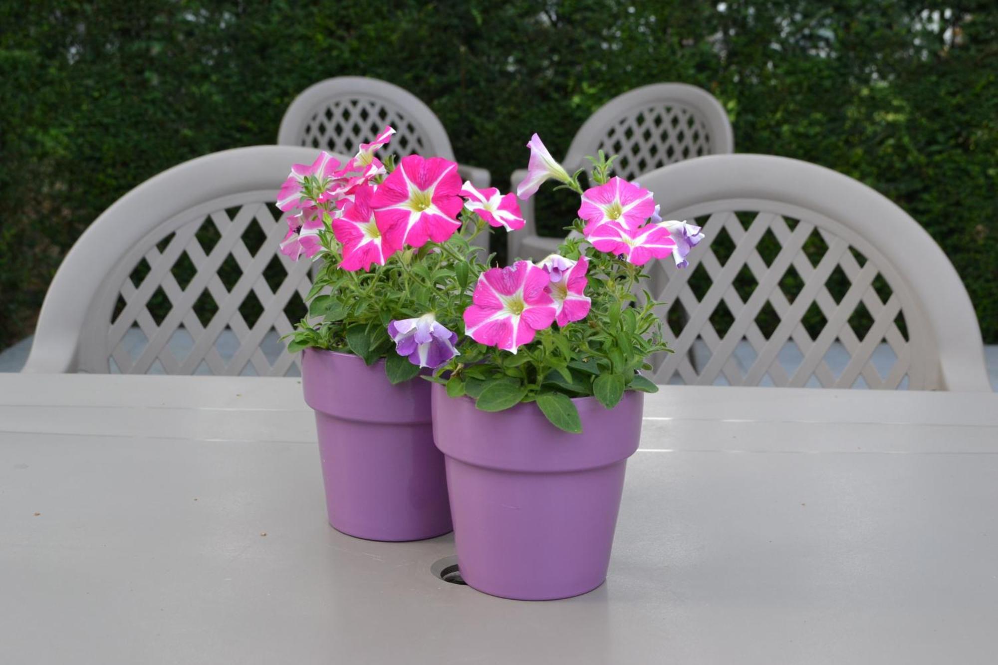 B&B Lobelia-Brugge Bagian luar foto